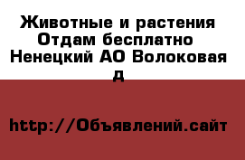 Животные и растения Отдам бесплатно. Ненецкий АО,Волоковая д.